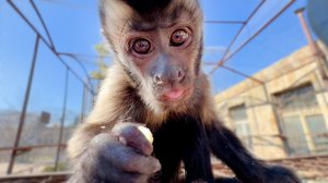 У вожака Румбы появился помощник, а в стае - отщепенец! Вакуленок тренирует ловкость и задирство!