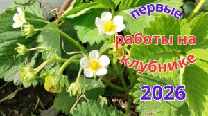 Как правильно начать сезон с клубникой