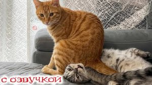 Приколы с котами! С ОЗВУЧКОЙ! Самые Смешные ЖИВОТНЫЕ! СМЕШНЫЕ коты 2026! ДО слез!
