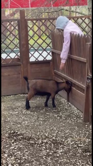 Я с детьми каталась на американских горках, дети сказали, что это было в первый и последний раз.