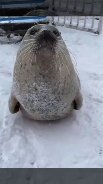 Нерпа♥️ смотреть онлайн
