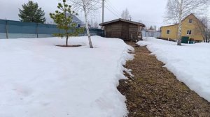 02.04.26 апрель! берёза.....