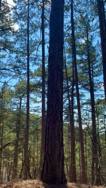 Прогулка в лесу возле Ялты