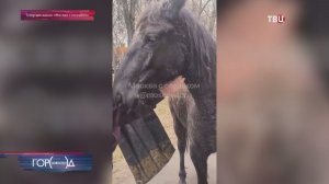 История с забегом жеребят по МКАД получила продолжение