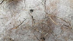 Муравей ползает по снегу в саду.