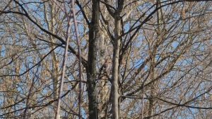 Измайловский парк. Ручей. Пруды. Уточки. Сойка. Зяблик. Белочка. Птицы. Весенняя Москва. Март 2026