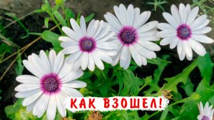 Остеоспермум удивил! Как взошел Остеоспермум?????????