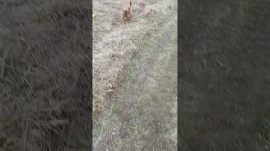 прогулка с Максимом!