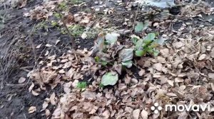 С УТРА ДО НОЧИ РАДОСТЬ