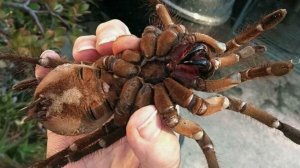 🎬👀Таинственный гигант Австралии: жизнь и охота австралийского тарантула 🦂🌵