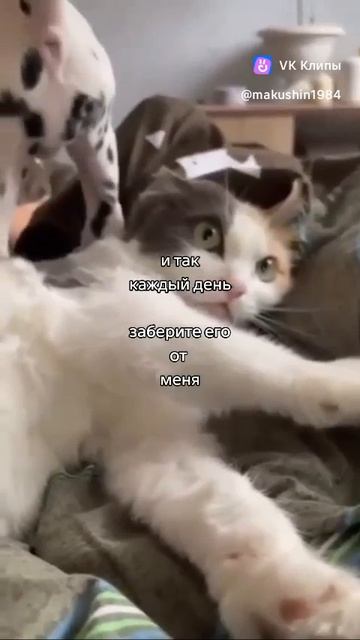 Железный Фелекс (подпишись)