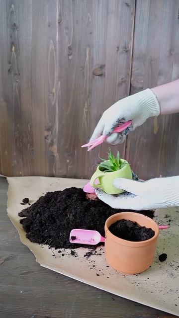 Для рассады и домашних растений