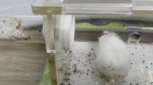 Жизнь муравьёв. 2 серия