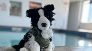 всё про плюш собаку Douglas Окси⏤͟͟͞͞☆(сколько денег в моей капилке?!!!)