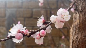 Как перезимовала голубика и другие растения в Крыму