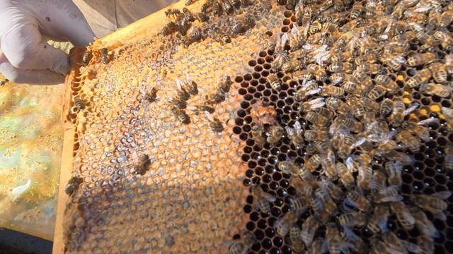 2 апреля 2026 года. Проверка маток после объединения. Крепление крышки пеноулика.