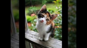 симпотяшки