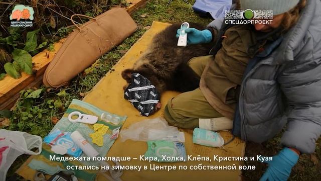 Мишки из Центра спасения медвежат-сирот отправились жить в лес! 🐻