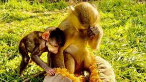 Манечка будто СОЗДАНА СТАТЬ МАМОЙ, но Анфиса не дает покоя и СТРАШНО РЕВНУЕТ Николь!