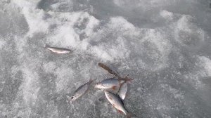 02.04.2026 РЫБАЛКА НА ВЕРХ-ИСЕТСКОМ ПРУДУ. ЗАКРЫТИЕ ЗИМНЕГО СЕЗОНА 2025-2026