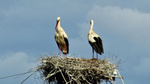 Аисты в полёте...