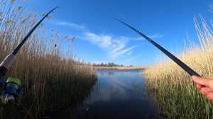 Рыбалка на пикер и поплавок. Ловля карася весной!