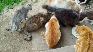 Апрельские новости о котиках😻😽🐱