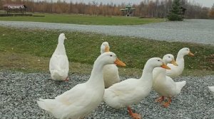 Утки, гуси на сахалинской экоферме.mp4