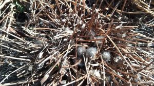 К холодам не готова. Посадила 2 морозника и 2 пиона в холодную землю. Выживут?