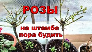 Это дорогое удовольствие. Откопала, пересадила, заложила удобрение и будут розы на штамбе