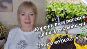 Рассада будет мощной Перевалка. Обрезка - новый супер способ) На даче