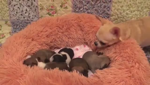 Жизнь на пенсии/ У кого кошечки у меня собачки/ Что с глазками у щенков Чихуахуа Серия 4