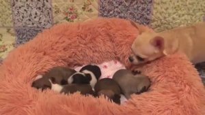 Жизнь на пенсии/ У кого кошечки у меня собачки/ Что с глазками у щенков Чихуахуа Серия 4