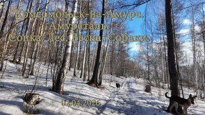 Комсомольск-на-Амуре. Амурсталь. Сопка. Лес. Весна. Собаки. 02.04.2026