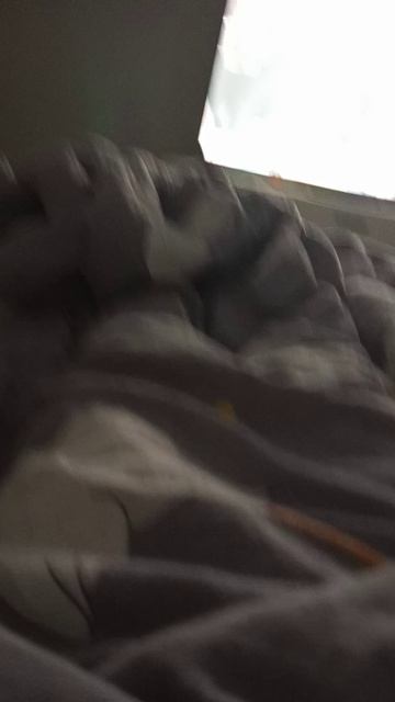 барссобака нашахулиганит