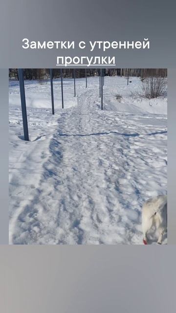 заметки с утренней прогулки в конце марта 2026