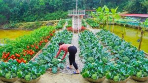 Собрала цветную капусту на продажу и посадила новый урожай. Серия 72. Ли Фук Ви