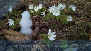 Ф.Тютчев. Не рассуждай, не хлопочи...