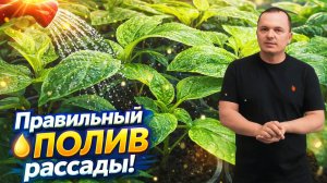 Правильный полив рассады- залог крепких и здоровых растений