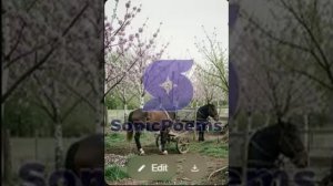 Сергей Есенин — Письмо к сестре (вар2)