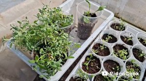 Наши 8,4 сотки🏡Привезли часть рассады цветов в теплицу.Обработала и пересадила клубнику.