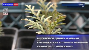 🌱Черная клубника, малиновое дерево и гигантские ежевики. Саженцы заполонили просторы Интернета