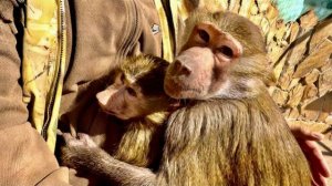 Люська ТАК СОСКУЧИЛАСЬ по Анфисе, что когда ее увидела ПРОСТО ВЦЕПИЛАСЬ И НЕ ОТХОДИТ ОТ НЕЕ!