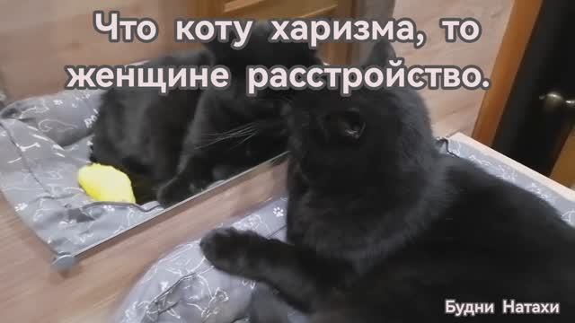 Коту в плюс, а женщине надо постараться!