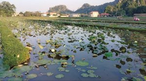 Белые лотосы на озере!