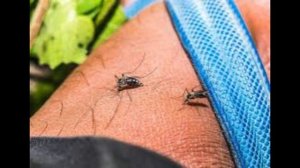 В центральных регионах страны, в связи с потеплением появились опасные комары, будьте осторожны