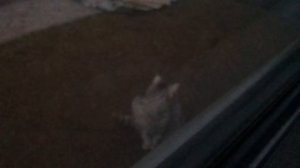 Прикольное видео