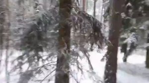 Прогулка по зимнему лесу.