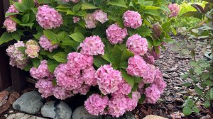 Приехали в деревню, что нас там ожидало, они перезимовали, обзор сада, перевалка гортензий