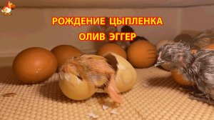 Рождение цыпленка Олив Эггер полная версия